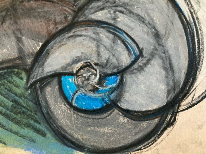 Dessin 1960 Coquillage Escargot Coquille Vintage Crayon Décoration Art