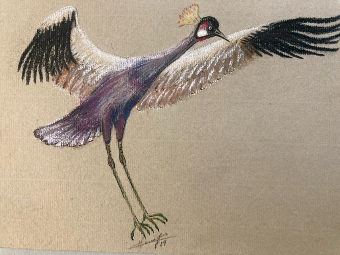 Dessin 1980 Oiseau Crayon Fusain Grue Animal Animaux A Identifier Art XXe