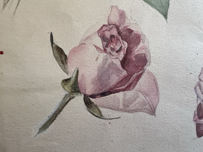 Dessin, Ancien Aquarelle Xixe Botanique Rose, Fleurs, Feuille Recto-Verso Étude