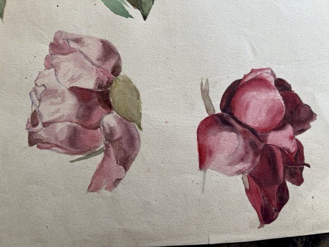 Dessin, Ancien Aquarelle Xixe Botanique Rose, Fleurs, Feuille Recto-Verso Étude