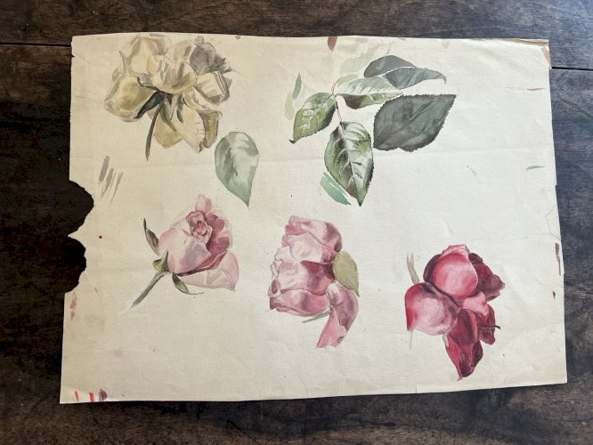 Dessin, Ancien Aquarelle Xixe Botanique Rose, Fleurs, Feuille Recto-Verso Étude
