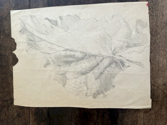 Dessin, Ancien Aquarelle Xixe Botanique Rose, Fleurs, Feuille Recto-Verso Étude