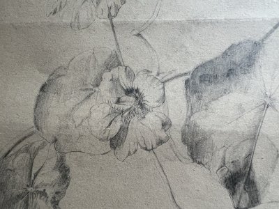 Dessin Ancien Etude Capucines Crayon Sur Papier Ancien XIXème Étude Naturaliste