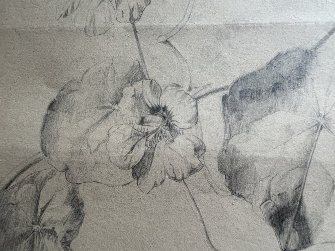 Dessin Ancien Etude Capucines Crayon Sur Papier Ancien XIXème Étude Naturaliste