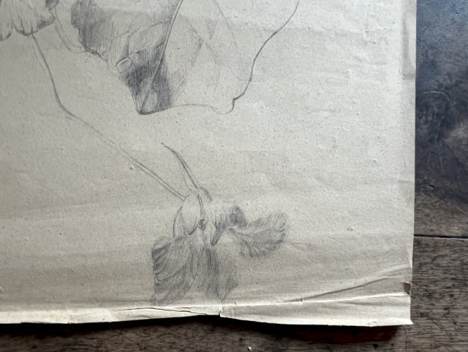 Dessin Ancien Etude Capucines Crayon Sur Papier Ancien XIXème Étude Naturaliste