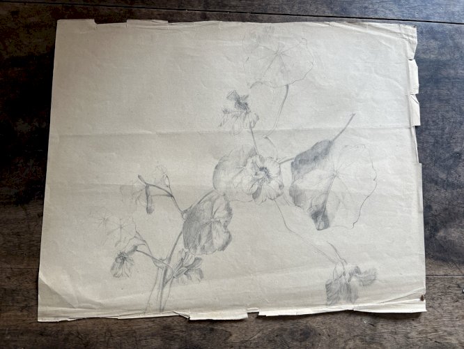 Dessin Ancien Etude Capucines Crayon Sur Papier Ancien XIXème Étude Naturaliste