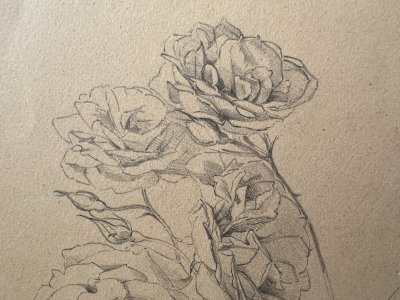 Dessin Ancien Etude De Roses Crayon Sur Papier Ancien XIXème Étude Botanique
