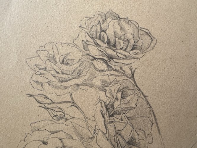 Dessin Ancien Etude De Roses Crayon Sur Papier Ancien XIXème Étude Botanique