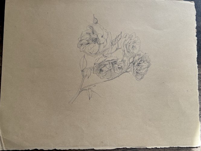 Dessin Ancien Etude De Roses Crayon Sur Papier Ancien XIXème Étude Botanique