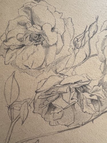 Dessin Ancien Etude De Roses Crayon Sur Papier Ancien XIXème Étude Botanique