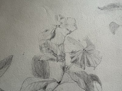 Dessin Ancien Etude Fleurs Crayon Sur Papier Ancien XIXème Étude Naturaliste