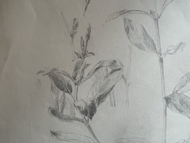 Dessin Ancien Etude Fleurs Crayon Sur Papier Ancien XIXème Étude Naturaliste