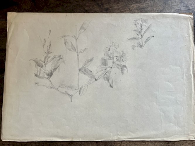 Dessin Ancien Etude Fleurs Crayon Sur Papier Ancien XIXème Étude Naturaliste