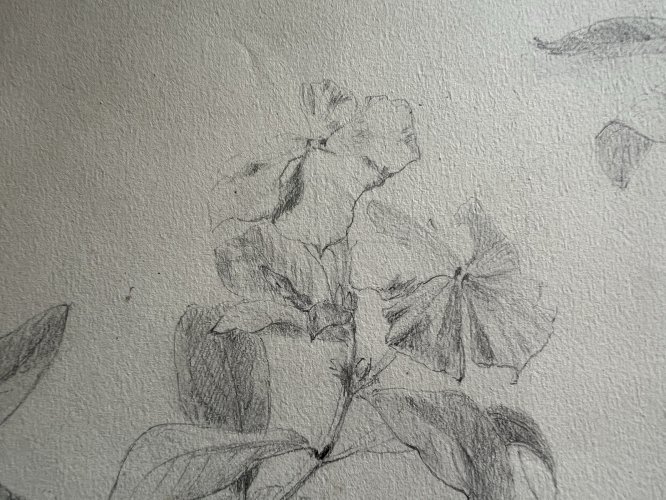Dessin Ancien Etude Fleurs Crayon Sur Papier Ancien XIXème Étude Naturaliste