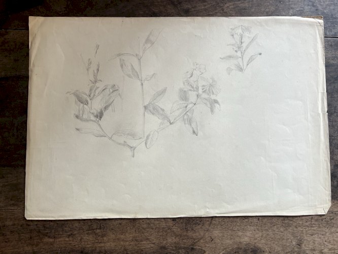 Dessin Ancien Etude Fleurs Crayon Sur Papier Ancien XIXème Étude Naturaliste