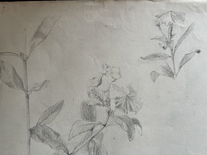 Dessin Ancien Etude Fleurs Crayon Sur Papier Ancien XIXème Étude Naturaliste