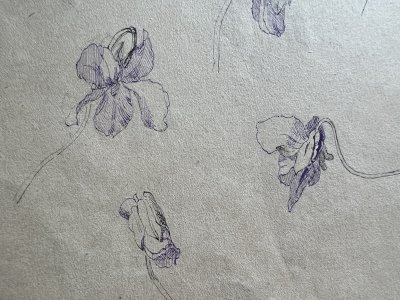 Dessin Ancien Etude Iris Encre Sur Papier Ancien XIXème Étude Naturaliste