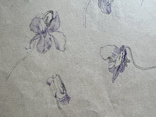 Dessin Ancien Etude Iris Encre Sur Papier Ancien XIXème Étude Naturaliste