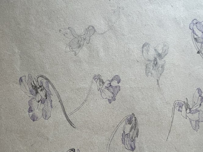 Dessin Ancien Etude Iris Encre Sur Papier Ancien XIXème Étude Naturaliste