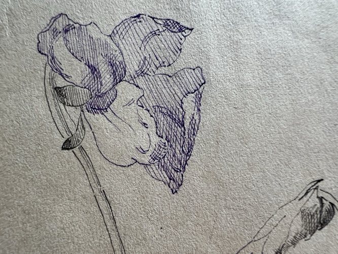 Dessin Ancien Etude Iris Encre Sur Papier Ancien XIXème Étude Naturaliste