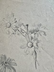 Dessin Ancien Etude Marguerite Crayon Sur Papier Ancien XIXème Étude Naturaliste