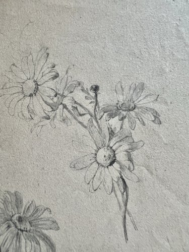 Dessin Ancien Etude Marguerite Crayon Sur Papier Ancien XIXème Étude Naturaliste