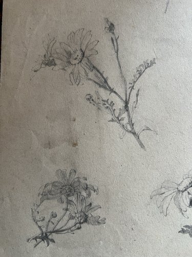 Dessin Ancien Etude Marguerite Crayon Sur Papier Ancien XIXème Étude Naturaliste