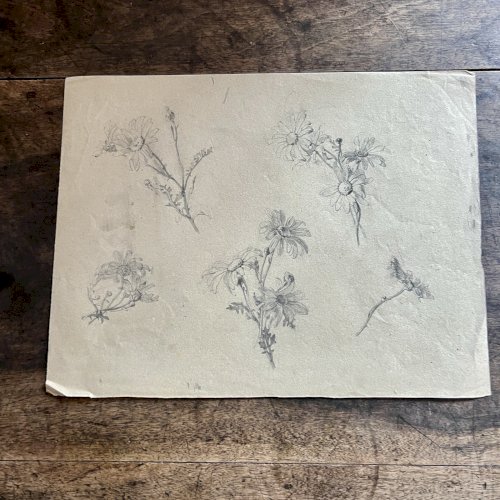 Dessin Ancien Etude Marguerite Crayon Sur Papier Ancien XIXème Étude Naturaliste