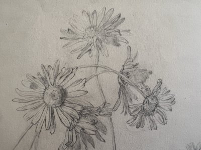 Dessin Ancien Etude Marguerites Crayon Sur Papier Ancien XIXème Étude Botanique
