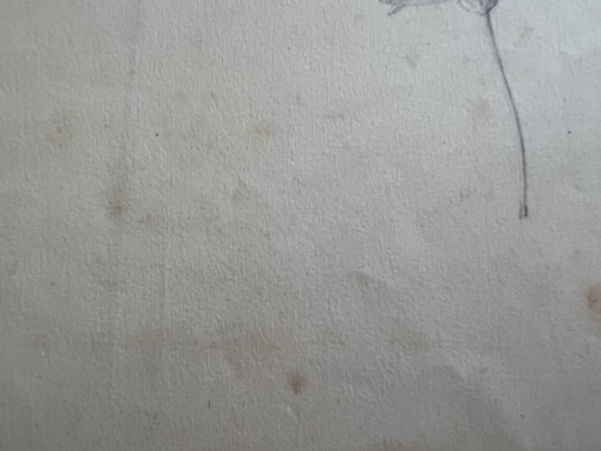 Dessin Ancien Etude Marguerites Crayon Sur Papier Ancien XIXème Étude Botanique