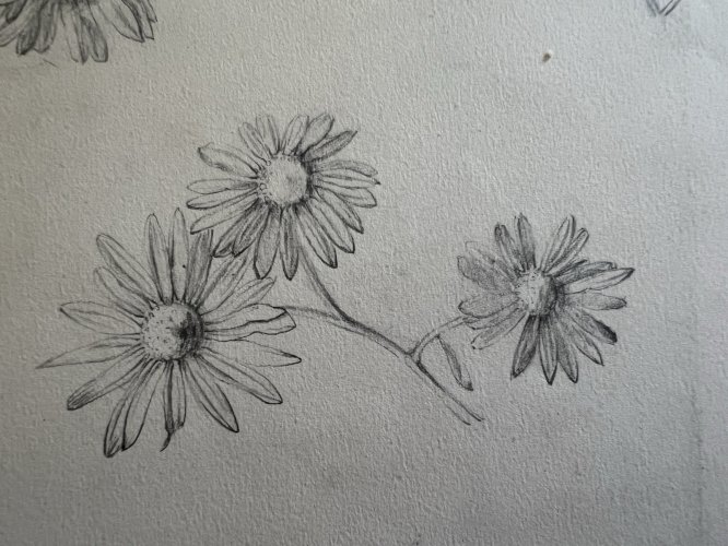 Dessin Ancien Etude Marguerites Crayon Sur Papier Ancien XIXème Étude Botanique