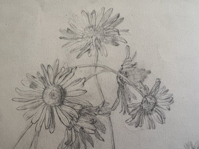Dessin Ancien Etude Marguerites Crayon Sur Papier Ancien XIXème Étude Botanique