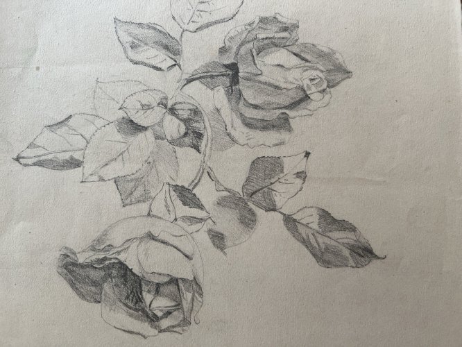 Dessin Ancien Etude Roses Crayon Sur Papier Ancien XIXème Étude Botanique