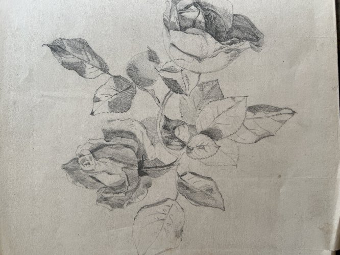 Dessin Ancien Etude Roses Crayon Sur Papier Ancien XIXème Étude Botanique