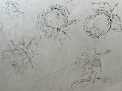 Dessin Ancien Etude Roses Encre Sur Papier Ancien XIXème Étude Naturaliste