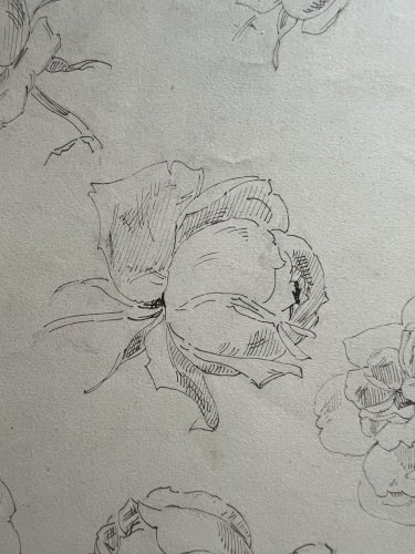 Dessin Ancien Etude Roses Encre Sur Papier Ancien XIXème Étude Naturaliste