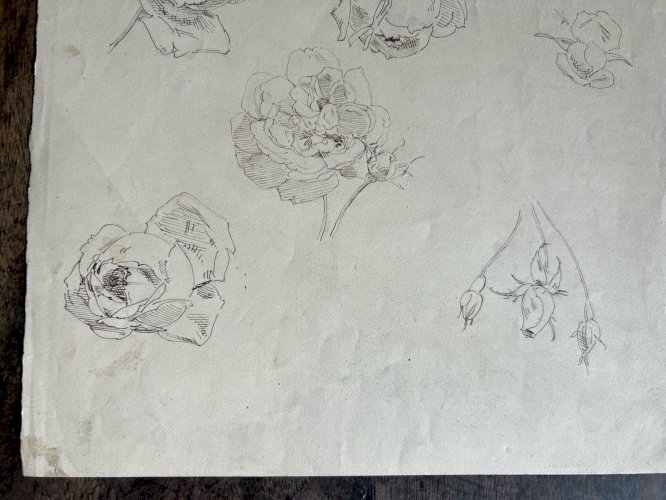 Dessin Ancien Etude Roses Encre Sur Papier Ancien XIXème Étude Naturaliste