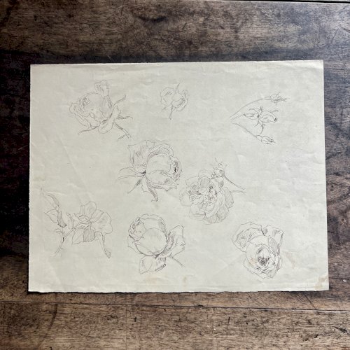 Dessin Ancien Etude Roses Encre Sur Papier Ancien XIXème Étude Naturaliste