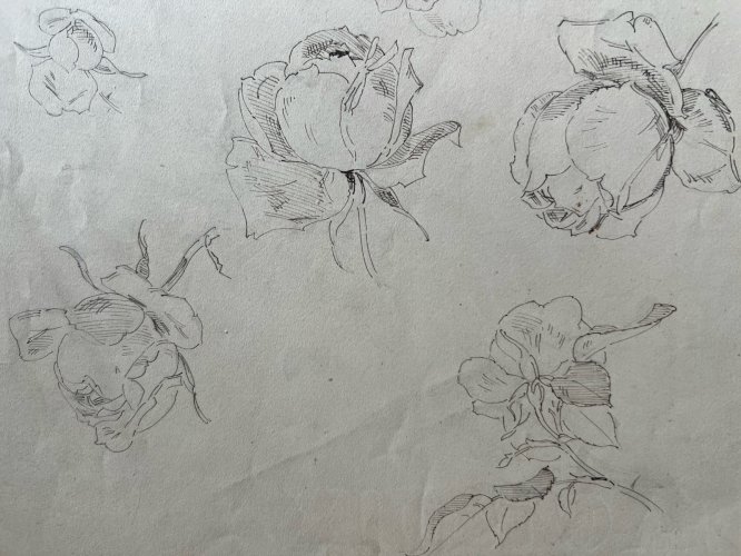 Dessin Ancien Etude Roses Encre Sur Papier Ancien XIXème Étude Naturaliste