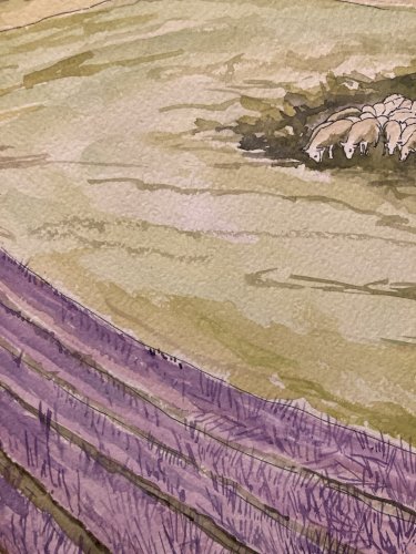 Dessin Aquarelle Paysage Peinture  1980 Lavande Provence Berger Mouton