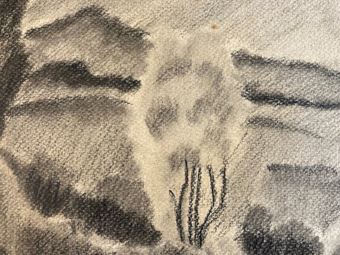 dessin Arbre Papier Fusain Crayon Sur Papier 1960 Ancien a identifier