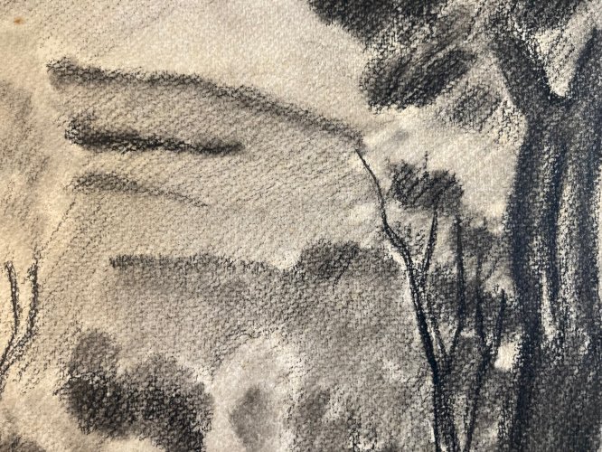 dessin Arbre Papier Fusain Crayon Sur Papier 1960 Ancien a identifier