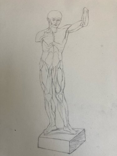 Dessin Art écorché anatomie à la main crayon Muscle 1850 Curiosité Corps XIXe