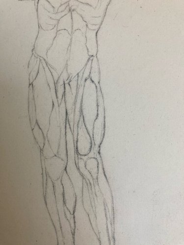 Dessin Art écorché anatomie à la main crayon Muscle 1850 Curiosité Corps XIXe