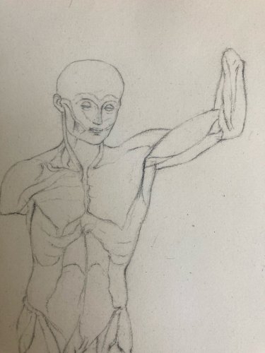 Dessin Art écorché anatomie à la main crayon Muscle 1850 Curiosité Corps XIXe