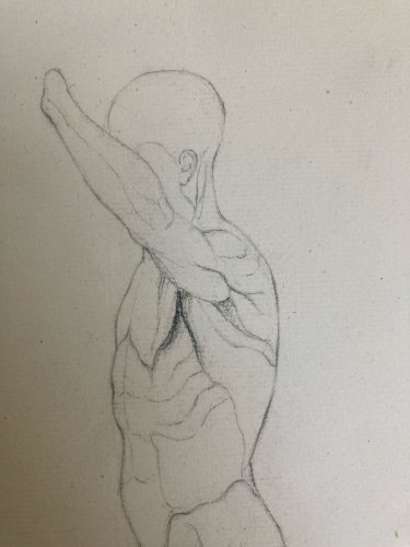 Dessin Art écorché anatomie à la main crayon Muscle 1850 Curiosité Corps