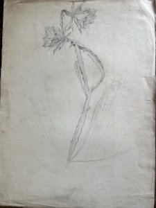 Botanical drawing 19th century cactus Epiphyllum pencil on paper 52 cm