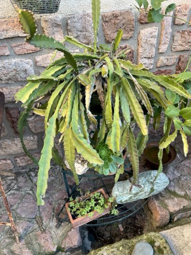 Dessin botanique XIXe cactus Epiphyllum crayon sur papier 52 cm Botanical Drawin