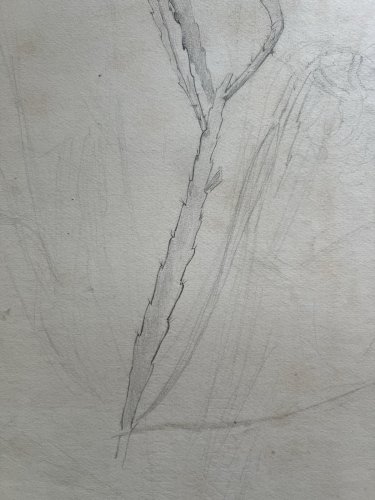 Dessin botanique XIXe cactus Epiphyllum crayon sur papier 52 cm Botanical Drawin