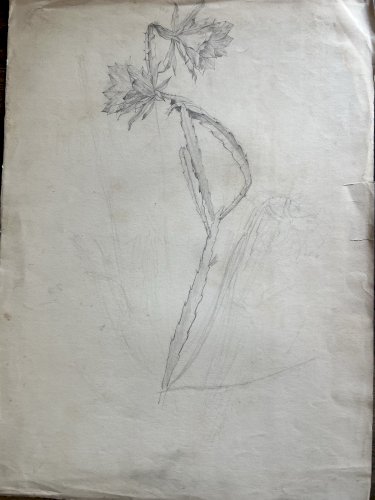 Dessin botanique XIXe cactus Epiphyllum crayon sur papier 52 cm Botanical Drawin